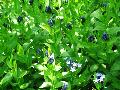 Woodland Blue Star, Willow Amsonia / Amsonia tabernaemontana 